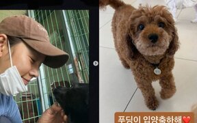 Lee Hyori’s small act of kindness ends up changing a rescue dog’s life forever